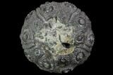 Detailed Nenoticidaris Fossil Urchin - Morocco #89252-2